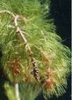 Eurasian Watermilfoil